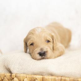 Schroder - Apricot male Goldendoodle puppy in Seffner, Florida from Gold Diamond Pup