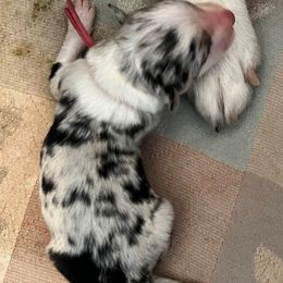 Female 1 - Blue merle female Border Collie puppy in Shell Knob, Missouri from Stoneridge Kennel