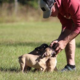 American Bulldog, French Bulldog, and Shorty Bull Puppies from Bingham's Bulldogs LLC