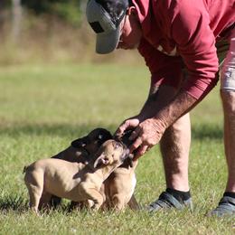 American Bulldog, French Bulldog, and Shorty Bull Puppies from Bingham's Bulldogs LLC