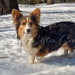 Delilah - Pembroke Welsh Corgi