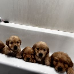 Golden Retriever Puppies from A1 Supreme Kennels