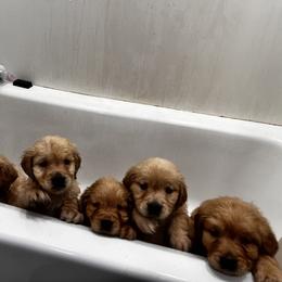 Golden Retriever Puppies from A1 Supreme Kennels