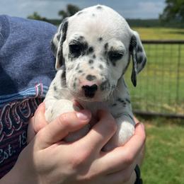 Kit Kat - White and black male Dalmatian puppy in Austin, Texas from Dazzling Dalz