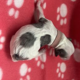 Cockapoo, Sheepadoodle, and Whoodle Puppies from Saddle Mountain Doodles