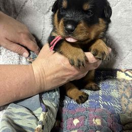 Boy 1 - Black and mahogany male Rottweiler puppy in Buskirk, New York from Misjef Rottweilers