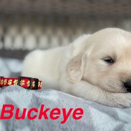 Buckeye - Light golden male Golden Retriever puppy in Piqua, Ohio from Golden’s of Remington Fields
