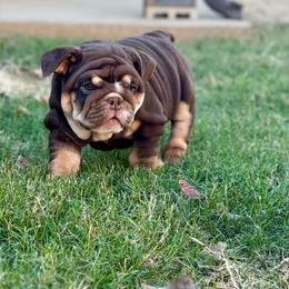 Kelly - Chocolate tri-color female Bulldog puppy in Hernando, Mississippi from Blues City Bulldogs