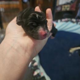 Scotch - Black tri male Miniature American Shepherd puppy in New Providence, Pennsylvania from Tons of Kisses