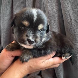 Boy 4 - Black tri male Toy Australian Shepherd puppy in Columbia Falls, Montana from Firefly Aussies & Aussiedoodles