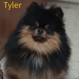 Tyler - Black and tan male Pomeranian puppy in Oologah, Oklahoma from GG's Pomeranians