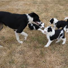 Bordoodle Puppies from Painted Dog Hill