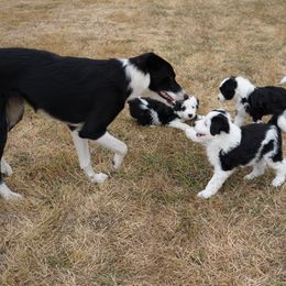 Bordoodle Puppies from Painted Dog Hill