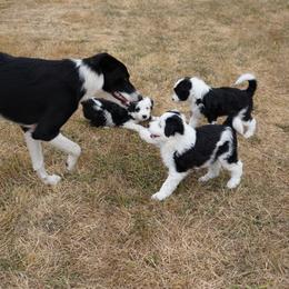 Bordoodle Puppies from Painted Dog Hill