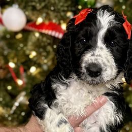 Palmer - Parti Goldendoodle puppy in Morrow, Ohio from RemiRoodles