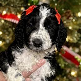 Palmer - Parti Goldendoodle puppy in Morrow, Ohio from RemiRoodles