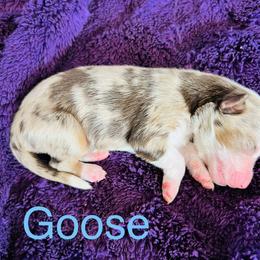 Goose - Red merle male Australian Shepherd puppy in Charlotte, North Carolina from Awesome Aussies