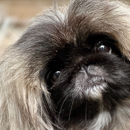 Fionna - Pekingese