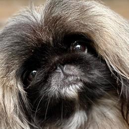 Fionna - Pekingese