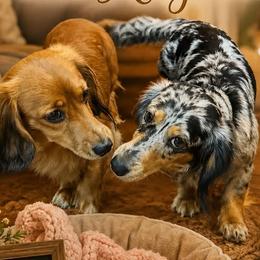 Dachshunds from Bendita Kennels