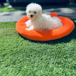 Green collar - White male Maltese puppy in Massachusetts from Happy Tail Yorkies and Maltese