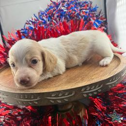 MWM1 red or cream - Cream male Dachshund puppy in Carthage, Texas from Rafter C Ranch Doxies