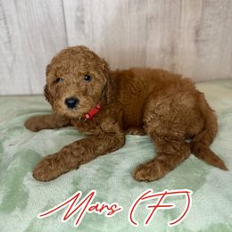 Mars - Red  female Goldendoodle puppy in Houston, Texas from Golden Life Doodles