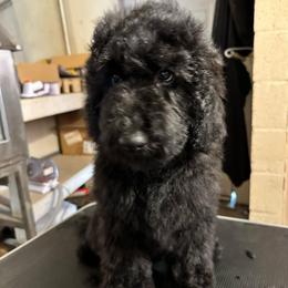 Velvet - Black female Goldendoodle puppy in Greensboro, Georgia from B’s Doodles