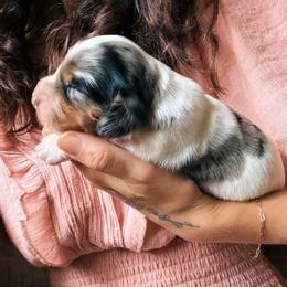Ash (AKC) - Dapple male Dachshund puppy in Mountain Home, Arkansas from The Teacup Homestead Miniature Dachshunds
