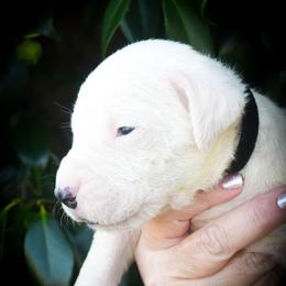 Black collar, male. - White male Dogo Argentino puppy in San Diego, California from Debonair Dogos