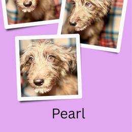 Pearl - Merle female Golden Aussiedoodle puppy in Bluefield, Virginia from Love on a Leash