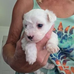 Boy 4 - White male Maltese puppy in Selma, North Carolina from Havenkennels