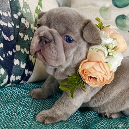 Holly - Brindle French Bulldog puppy in Petaluma, California from Luma Frenchies