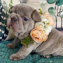Holly - Brindle French Bulldog puppy in Petaluma, California from Luma Frenchies