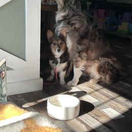 Pembroke Welsh Corgi puppies from Fluffy Butt Acres