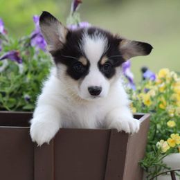 Basset Hound and Pembroke Welsh Corgi Puppies from Northstar Corgis and Basset Hounds