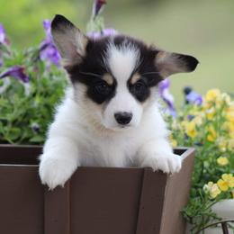 Basset Hound and Pembroke Welsh Corgi Puppies from Northstar Corgis and Basset Hounds