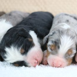 Blue Merle Girl - Blue merle female Bernedoodle puppy in Le Center, Minnesota from Archer Hill Farm