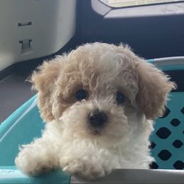 Bordoodle, Goldendoodle, Golden Retriever, and Poodle Puppies from Cuddles n Curls