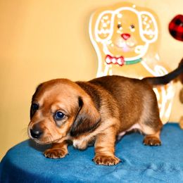 Lemmon - Red male Dachshund puppy in Homosassa, Florida from SAN’S Dachshunds