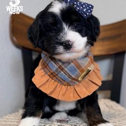 Favor - Tri-color female Bernedoodle puppy in Orange, Texas from Walk with Me Doodles