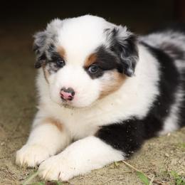 Anakin - Blue merle male Miniature Australian Shepherd puppy in Ocala, Florida from Silver River Mini Aussies