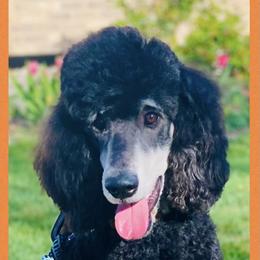 Mocha - Bernedoodle