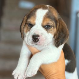 Colt (blue) - Black tan and white male Beagle puppy in Norco, California from Prairie Tail Beagles
