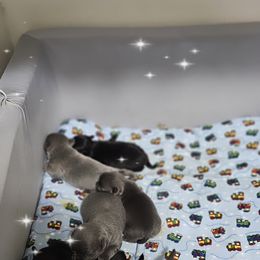 Chihuahua Puppies from Nadezhda's Chihuahuas