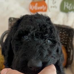 Sandy - Black female Goldendoodle puppy in Greensboro, Georgia from B’s Doodles