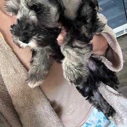 Sam - Salt and pepper male Miniature Schnauzer puppy in Mountain Home, Idaho from Kissack Kennels