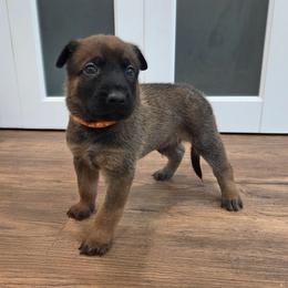 Doc - Fawn male Belgian Malinois puppy in Signal Mountain, Tennessee from Torgun Police Dogs