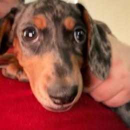 Dapple male - Dapple male Dachshund puppy in Rome, Georgia from Jade’s Dachshunds