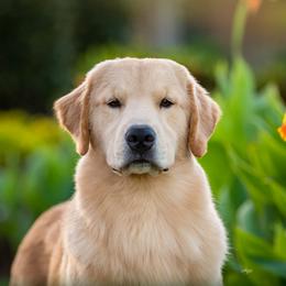 Golden Retriever puppies from Dogs of Diamond B